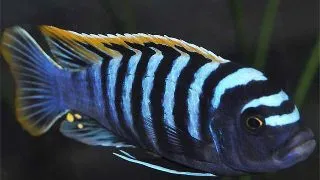 Cynotilapia afra red top