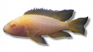 Aulonocara sp. red pink albino