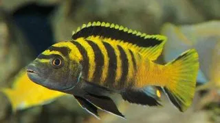 Pseudotropheus flavus