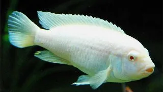 Pseudotropheus socolofi albin
