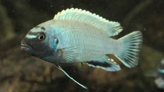 Pseudotropheus polit