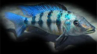 Fosorochromis  rostratus
