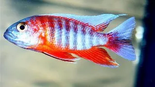 Aulonocara eureca super red