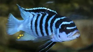 Pseudotropheus zebra blue ob masinje