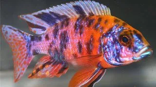 Aulonocara calico red neon
