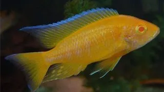 Aulonocara lemon yellow albino