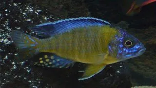 Aulonocara blue neon