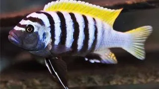 Cynotilapia afra jalo reef