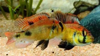 Haplochromis aeneocolor