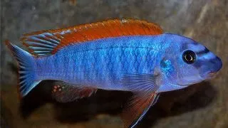 Labeotropheus trewavasae chilumba