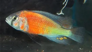 Haplochromis salmon