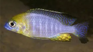 Lethrinops Yellow collar Masimbwe
