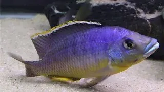 Electrochromis lobochilus