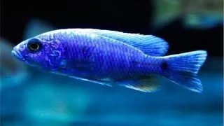 Haplochromis fryeri iceberg