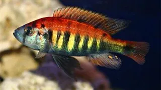 Haplochromis nyererei Ruti Island