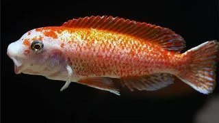Labeotropheus trewavasae-rosy