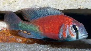 Haplochromis hippo point salmon sp.