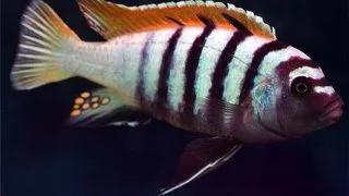 Cynotilapia sp. Jalo Jalo Reef