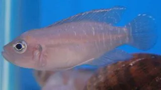 Melanochromis brevis