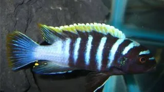 Cynotilapia afra Mbamba - Mpangha Rock