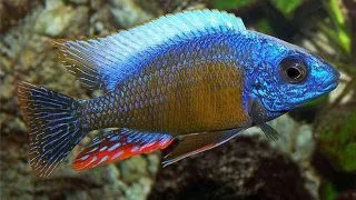 Haplochromis steveni