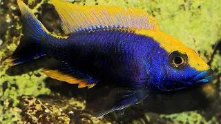 Otopharynx lithobates black orange