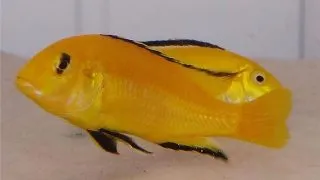 Labidochromis yellow Kakusa