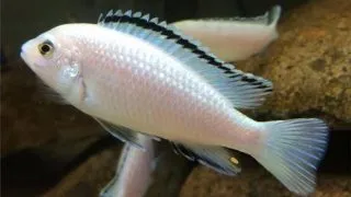 Labidochromis sp. white