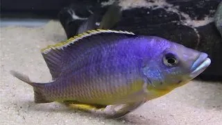 Protomelas hertae