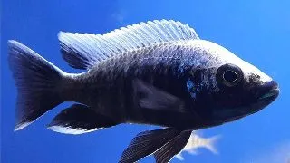 Haplochromis ivory Undu reef