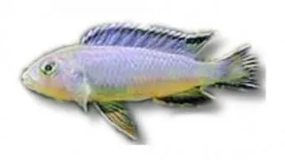 Mikrochromis zebroides