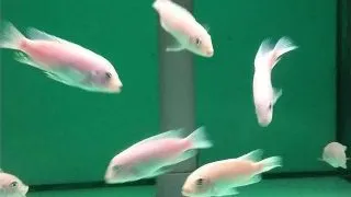 Pseudotropheus calanois pearl white