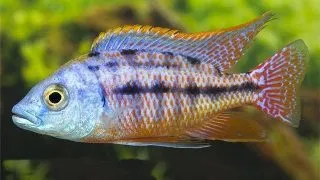 Protomelas boadzulu