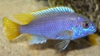 Pseudotropheus acei Luwala