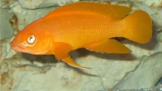 Neolamprologus leleupi uvira super orange