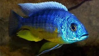 Protomelas spilonotus tanzania