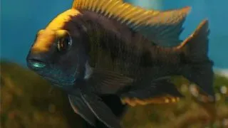 Otopharynx lithobates