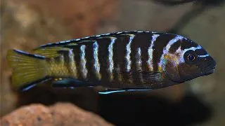 Pseudotropheus elongatus Masimbwe