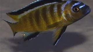 Pseudotropheus elongatus usisya mara rock