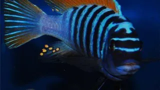 Pseudotropheus emmiltos mphanga rock red top