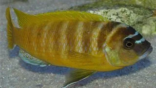 Pseudotropheus zebra gold mundola point sp.