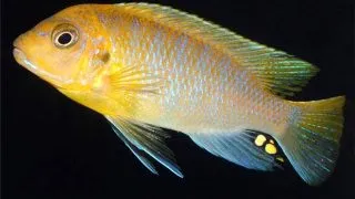 Pseudotropheus hailomailandi