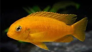 Pseudotropheus tropheops chilum. oran.