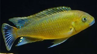 Pseudotropheus williamsii blue lips