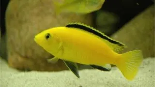 Labidochromis yellow