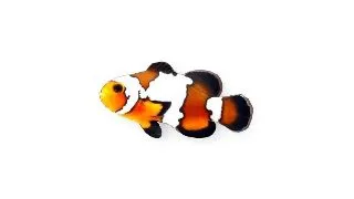 Amphiprion ocellaris black ice