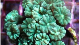Corali Pectinia sp. (verde metalic)