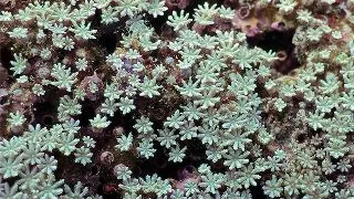 Coral organ pipe Tubipora Musica FRAG