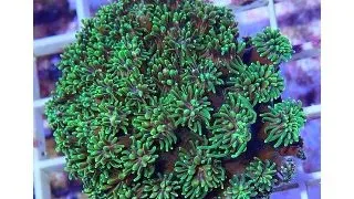 Galaxea sp. (metalic green )