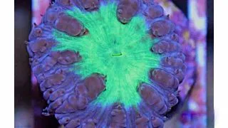 Blastomussa green frag
